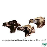 گونه کرکس سیاه Eurasian Black Vulture